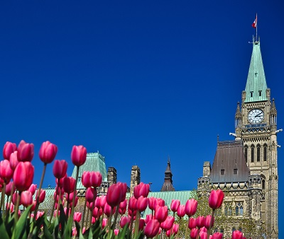 Parliament Hill with tulips for CERC OJCP program